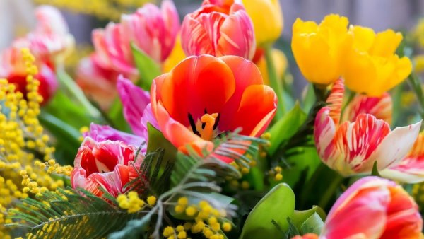 Тюльпаны и Мимоза