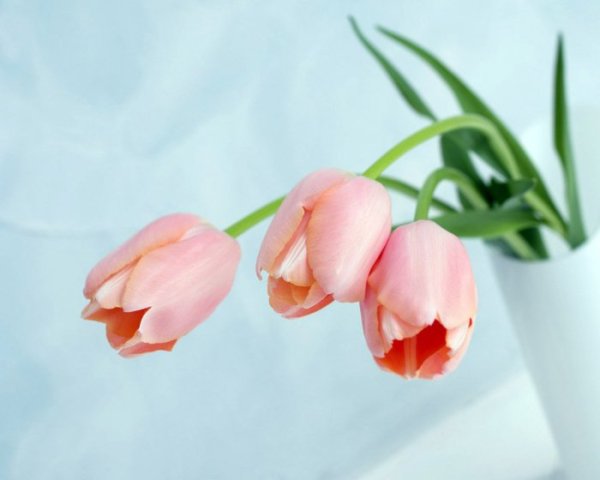 С 8 марта орхидеи