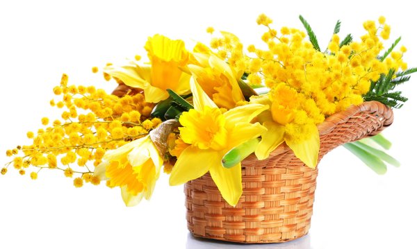 Тюльпаны и Мимоза