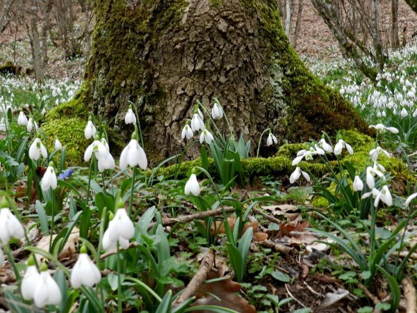 Пролеска Поляна