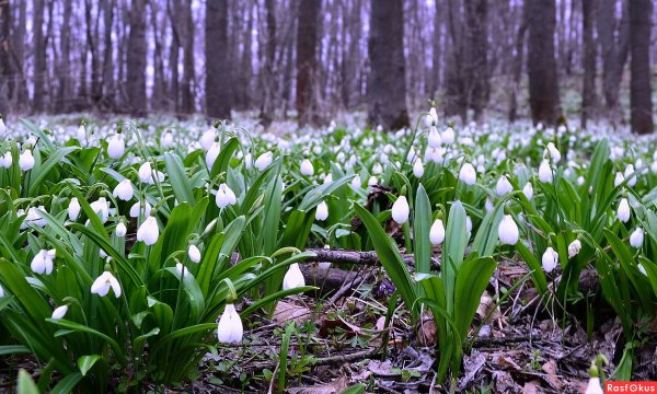 Курнаков цветут подснежники
