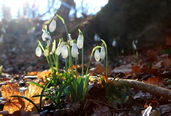 Подснежники Лесные горные