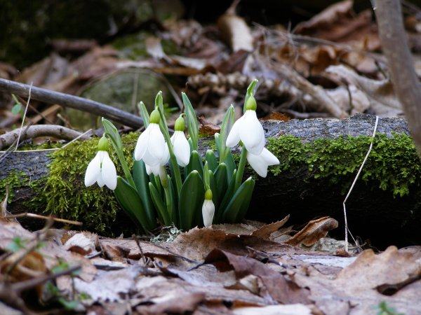 Горные подснежники