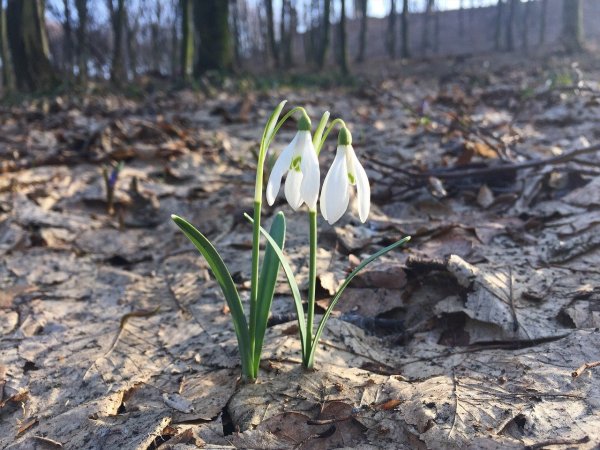 Жуковский подснежники