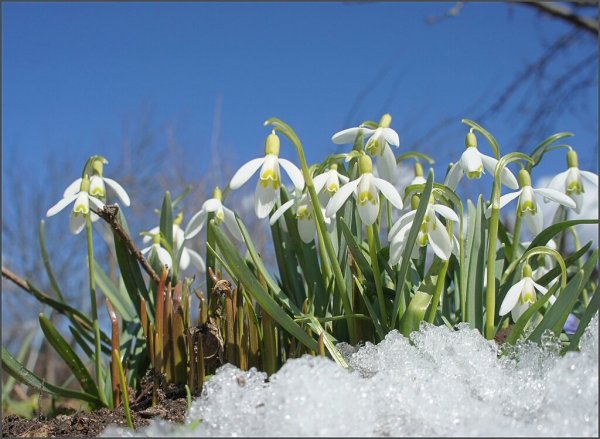 Подснежник узколистный