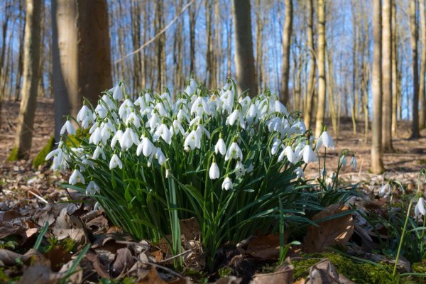 Подснежник Карпатский