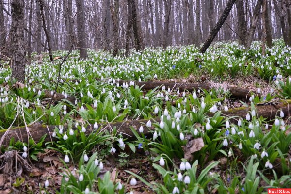 Весна подснежники в лесу