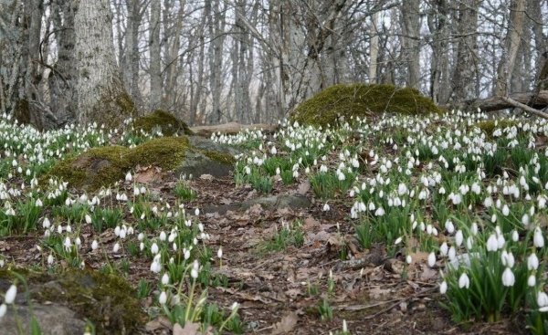 Первоцветы Железноводска