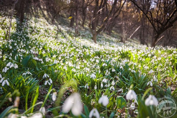 Подснежники на Аю Даг