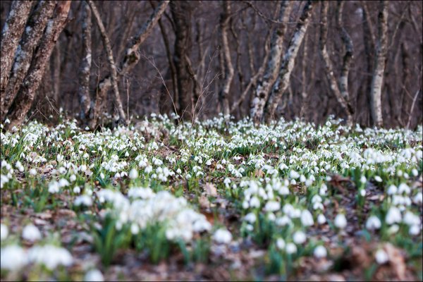 Крым подснежники в лесу