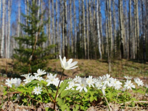 Ветреница Поляна