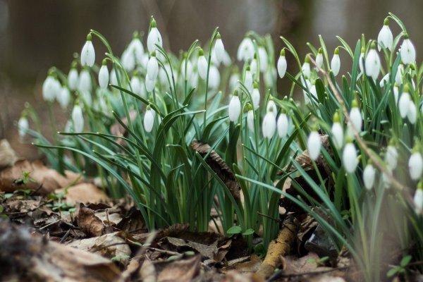 Пролеска пролесковидная