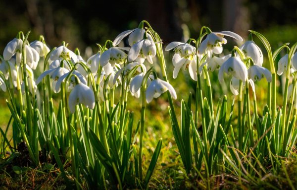 Подснежники Флоксы