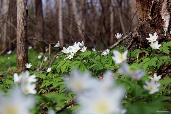 Лесная Поляна с подснежниками