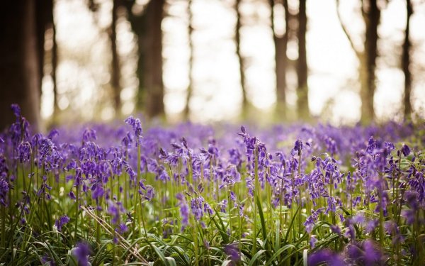 Лето природа