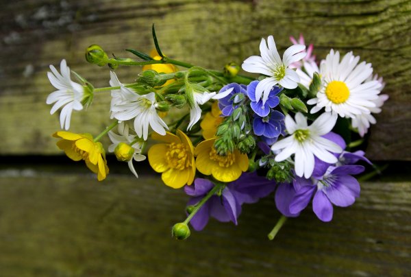 Синие весенние цветы