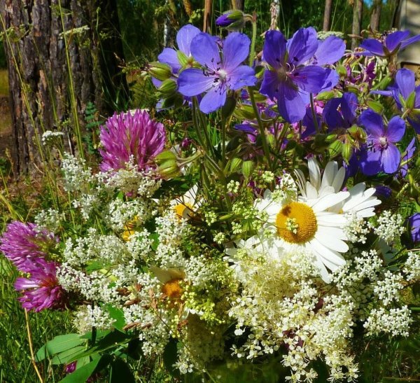 Цветущий луг