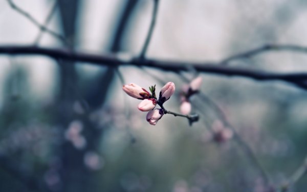 Природа ветки
