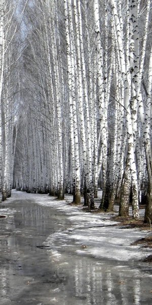 Оттепель Подснежник