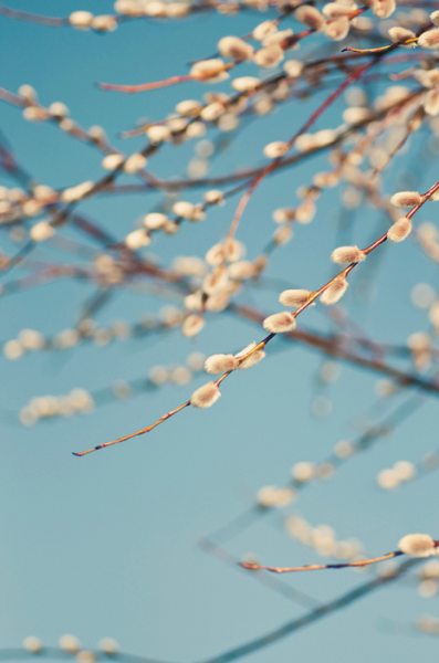 Олимпик подснежники