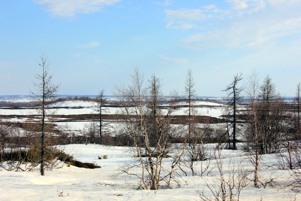 Норильская тундра летом