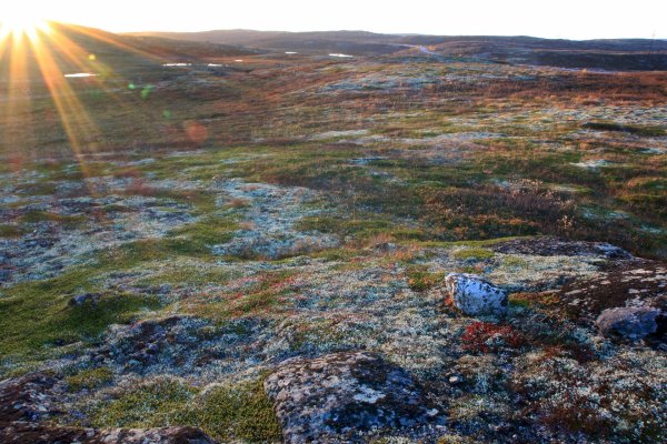 Морошка Териберка