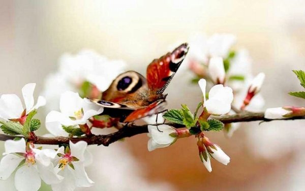 Пожелания хорошего весеннего дня