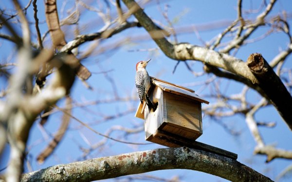 День птиц фото