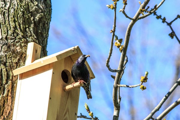 Скворец в скворечнике