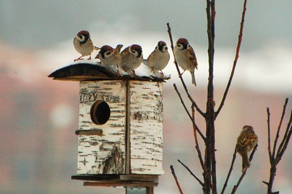 Птичка и скворечник