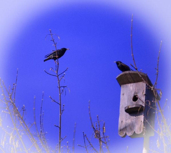 Весна скворечник скворец