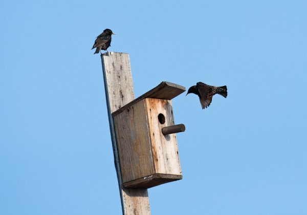 Скворцы прилетели в скворечник