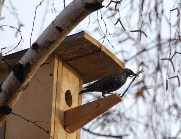 Скворец в скворечнике