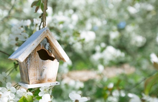 Скворечник весной