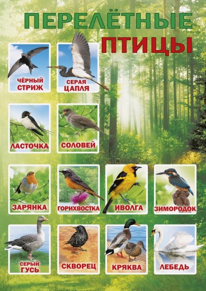Лесные птицы пермского края
