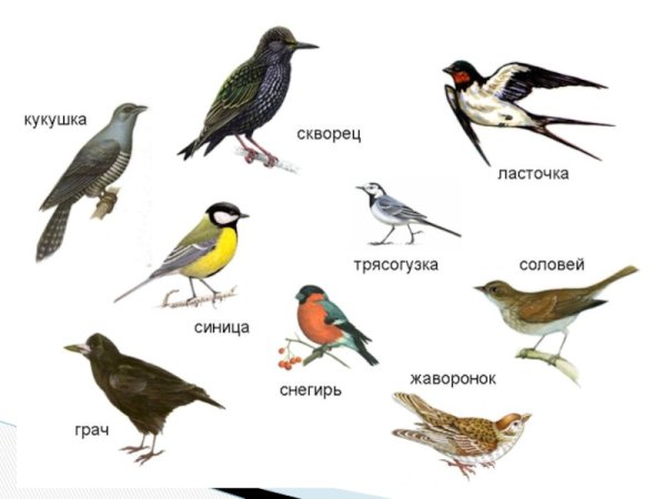 Птицы которые прилетают весной