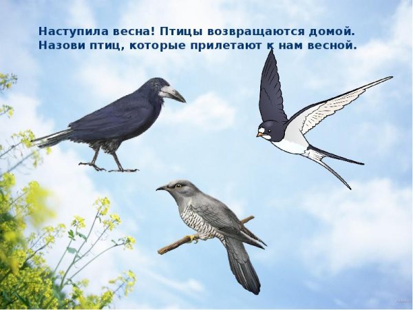 Перелетные птицы Сибири