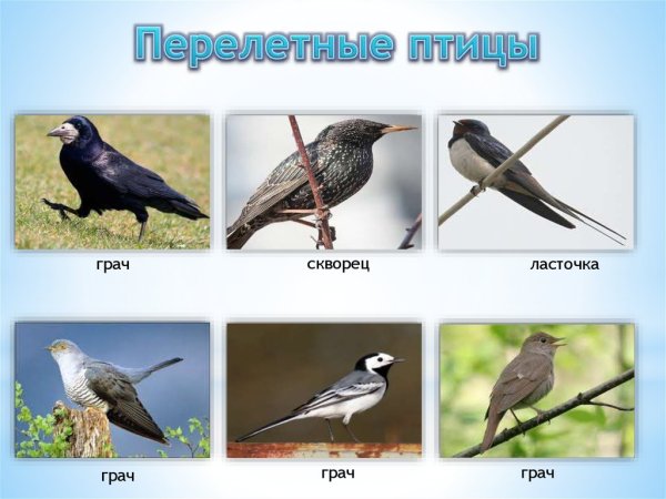 Грач скворец Ласточка