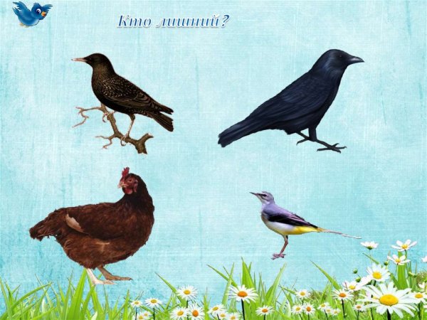 Иллюстрации птицы для дошкольников