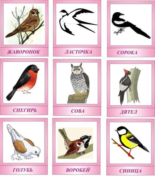 Карточки с изображением птиц