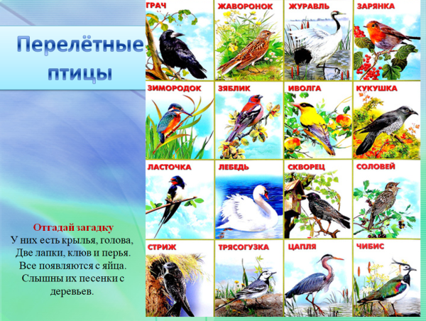 Плакат. Перелетные птицы.