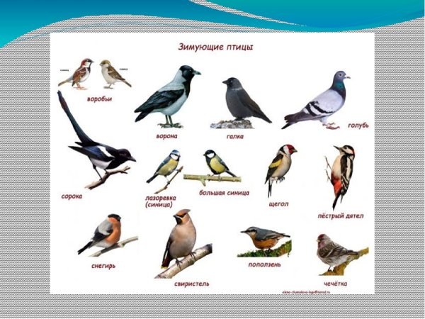 Зимующие птицы Ленинградской области