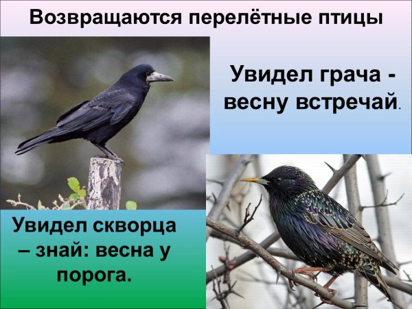 Перелетные птицы Грач и скворец