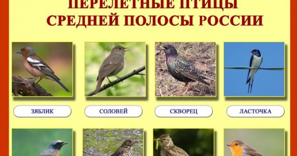 Перелетные птицы средней полосы России
