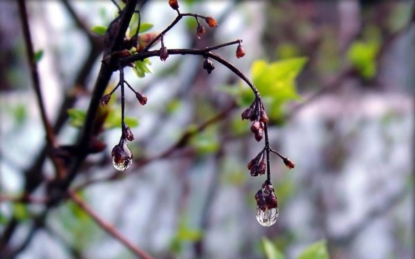 Весна солнце первая зелень