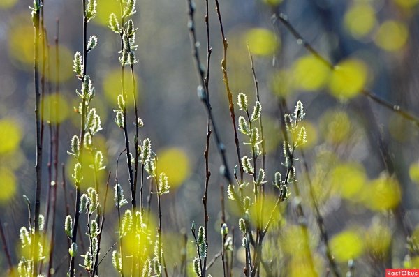 Капли на ветках