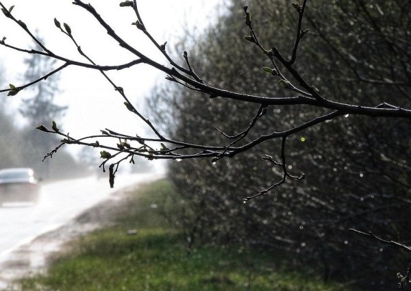 Весенняя капель ручьи