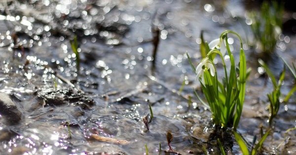 Люблю весну в начале мая