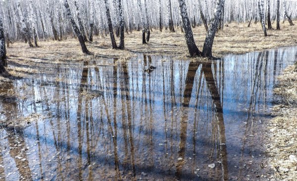 Дождливый весенний денёк