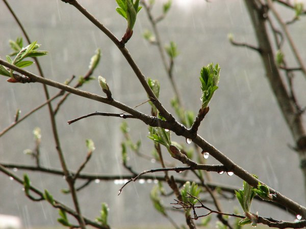 Холодная и дождливая Весна